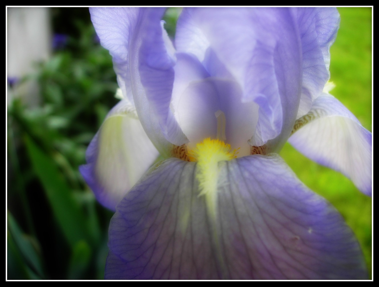 Fonds d'cran Nature Fleurs Iris