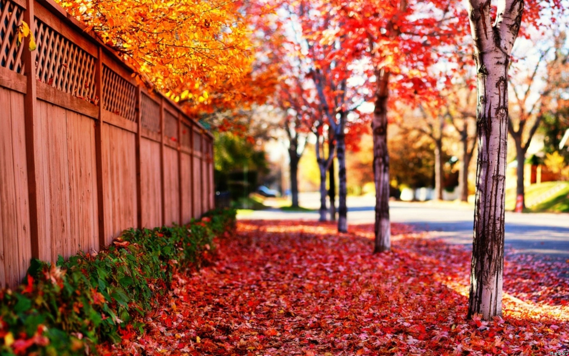 Fonds d'cran Nature Saisons - Automne 