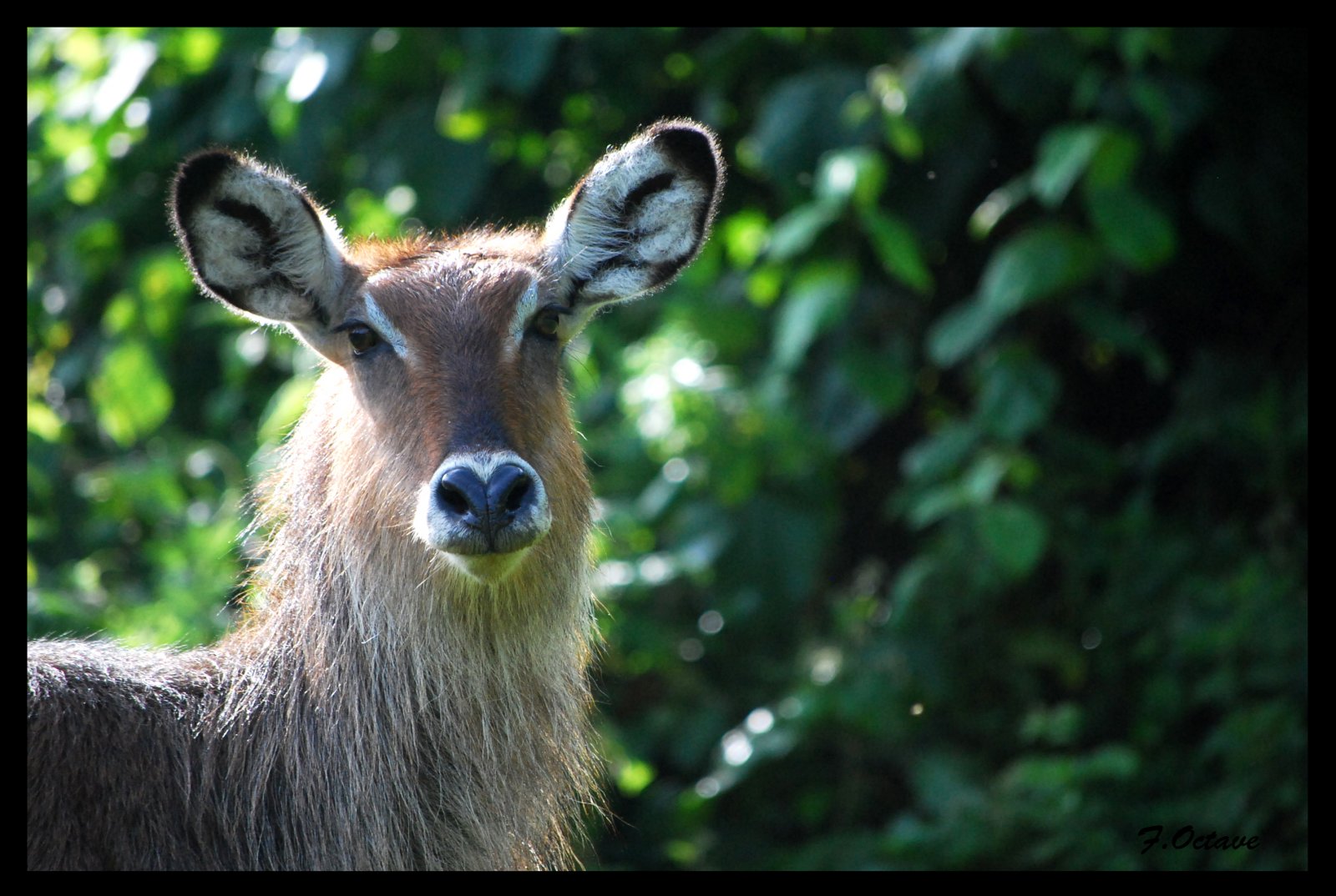 Wallpapers Animals Cobe Un Cobe