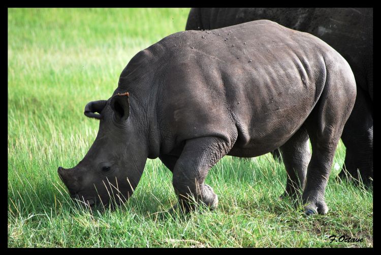 Fonds d'cran Animaux Rhinocros Rhinocros