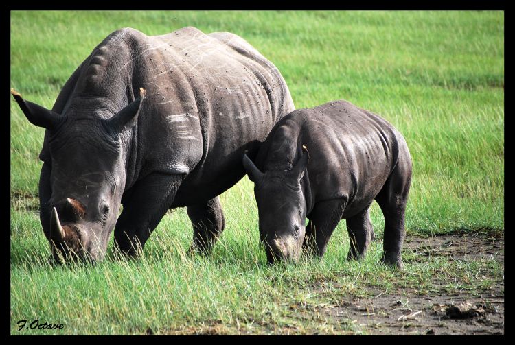 Fonds d'cran Animaux Rhinocros Rhinocros