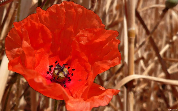 Wallpapers Nature Flowers Coquelicot 