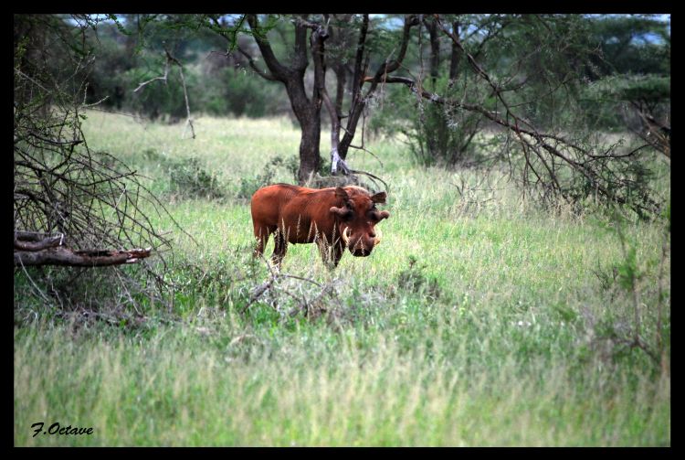 Fonds d'cran Animaux Sangliers - Phacochres Phacochere