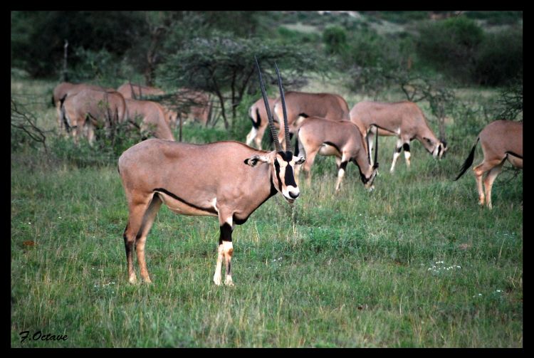 Fonds d'cran Animaux Oryx Un Oryx