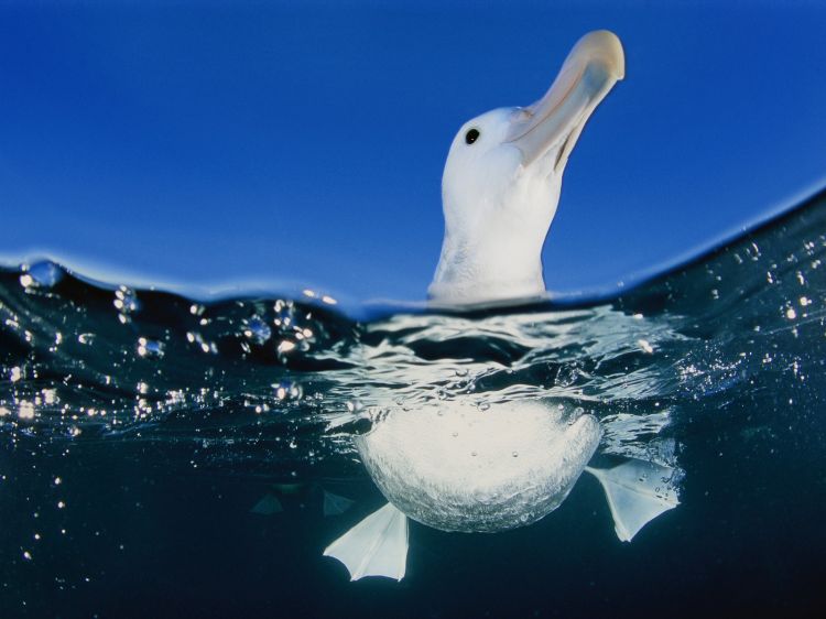 Fonds d'cran Animaux Oiseaux - Mouettes et Golands Wallpaper N299930