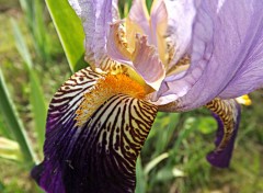  Nature iris du jardin