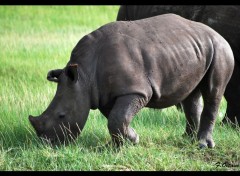  Animaux Rhinocros