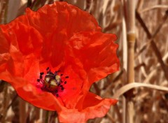  Nature Coquelicot 