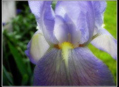  Nature Iris