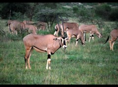  Animals Un Oryx