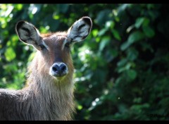  Animaux Un Cobe