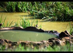  Animaux petit oiseau a soif !!!