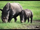  Animaux Rhinocros