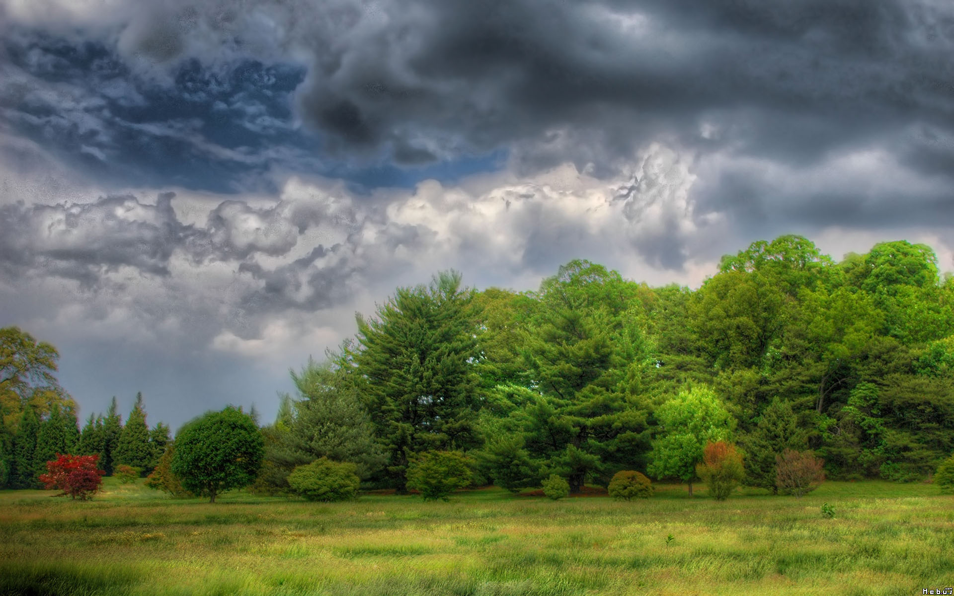 Fonds d'cran Nature Arbres - Forts 