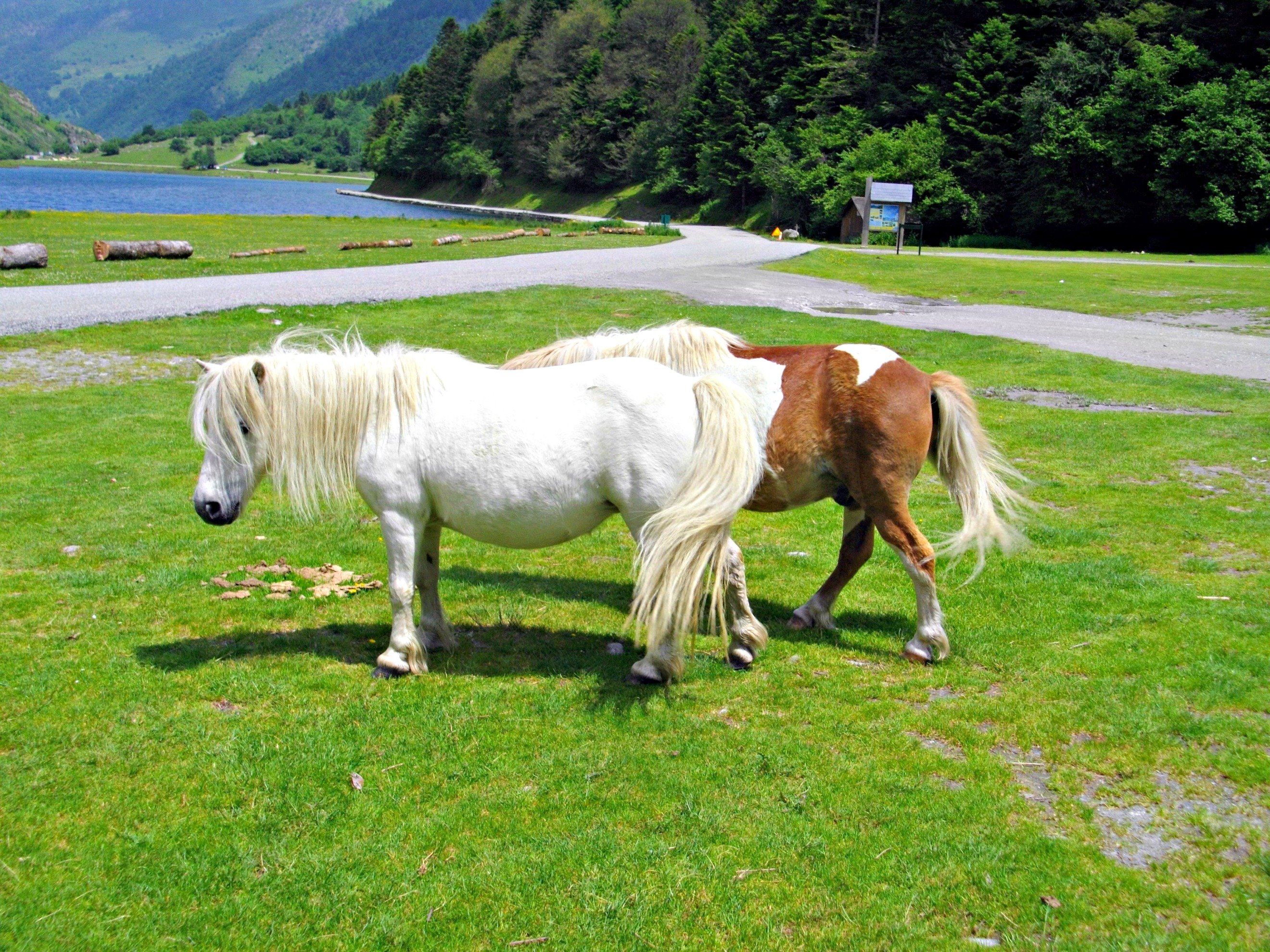 Fonds d'cran Animaux Poneys 