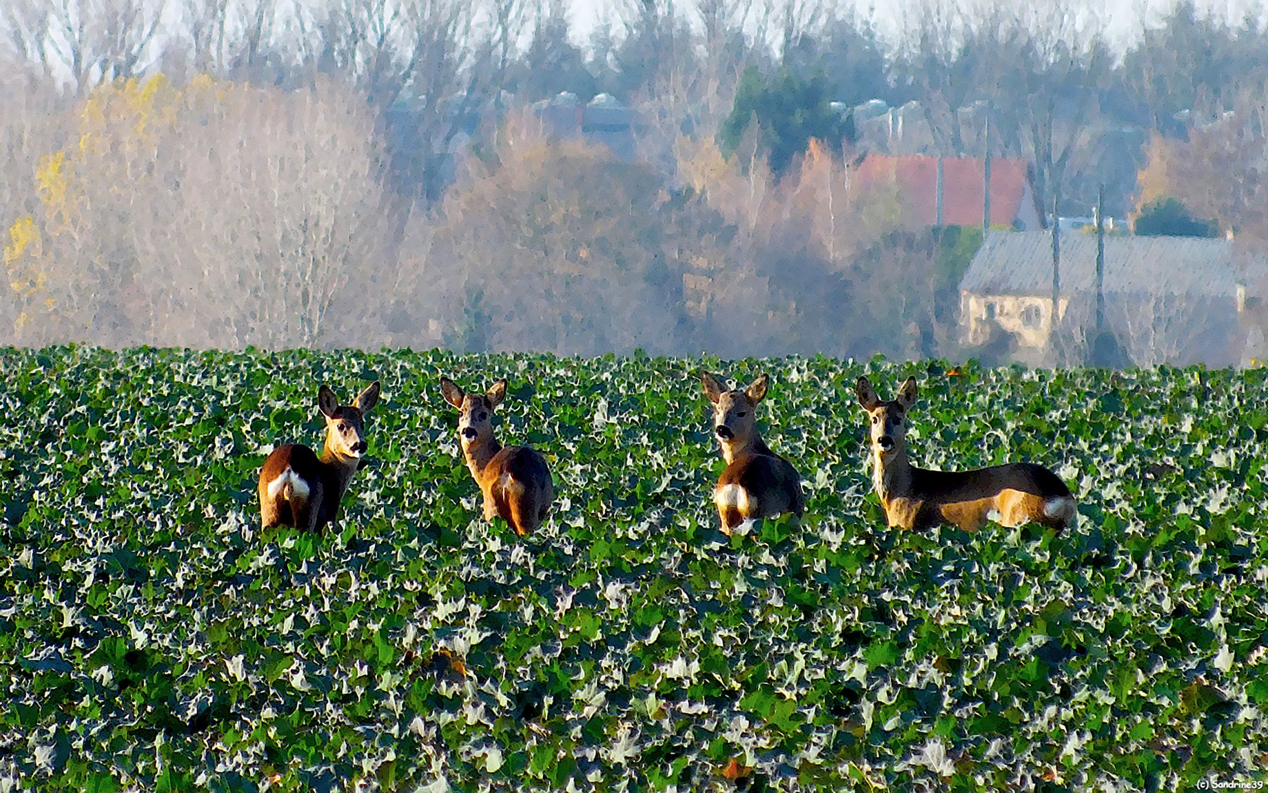 Wallpapers Animals Cervids Oops, on est repr!