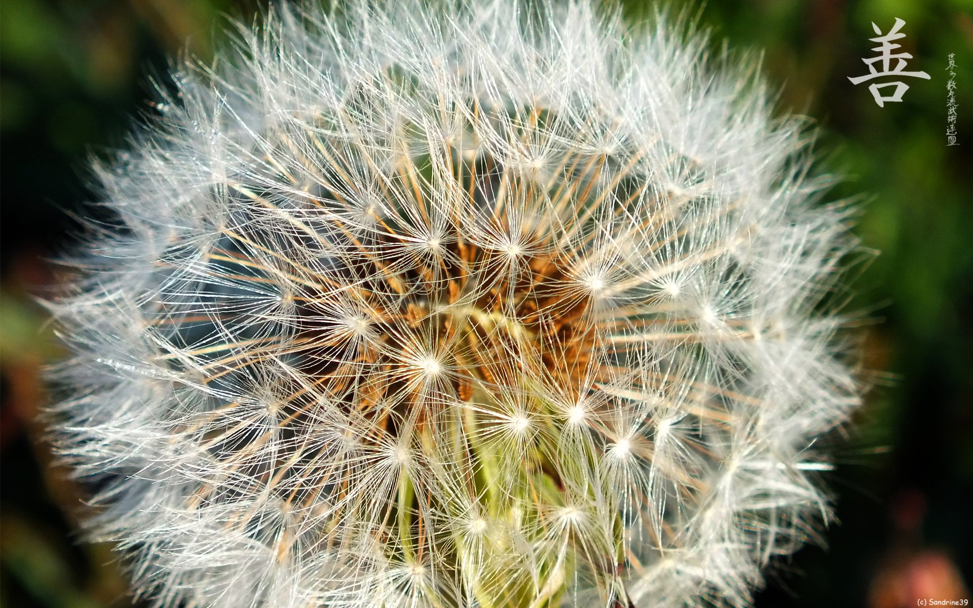 Wallpapers Nature Flowers Fleur de Pissenlit