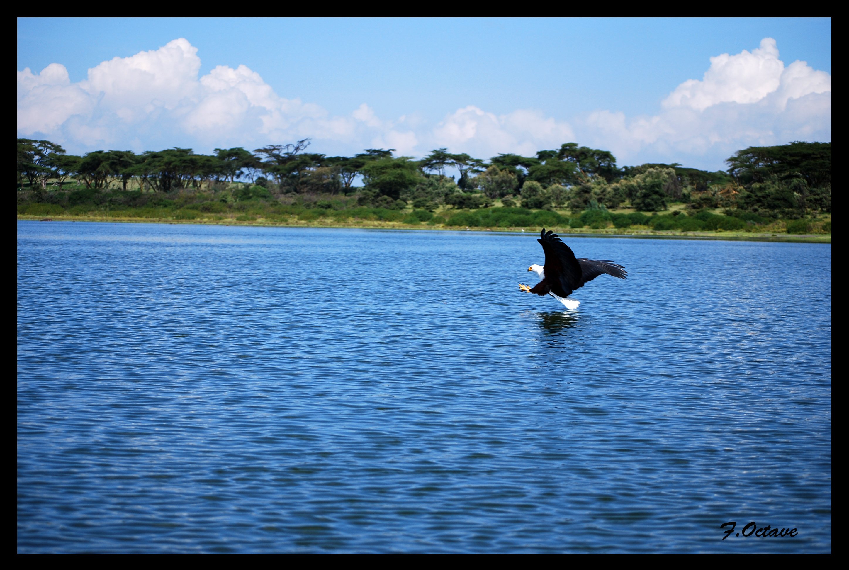 Wallpapers Animals Birds - Eagles Aigle