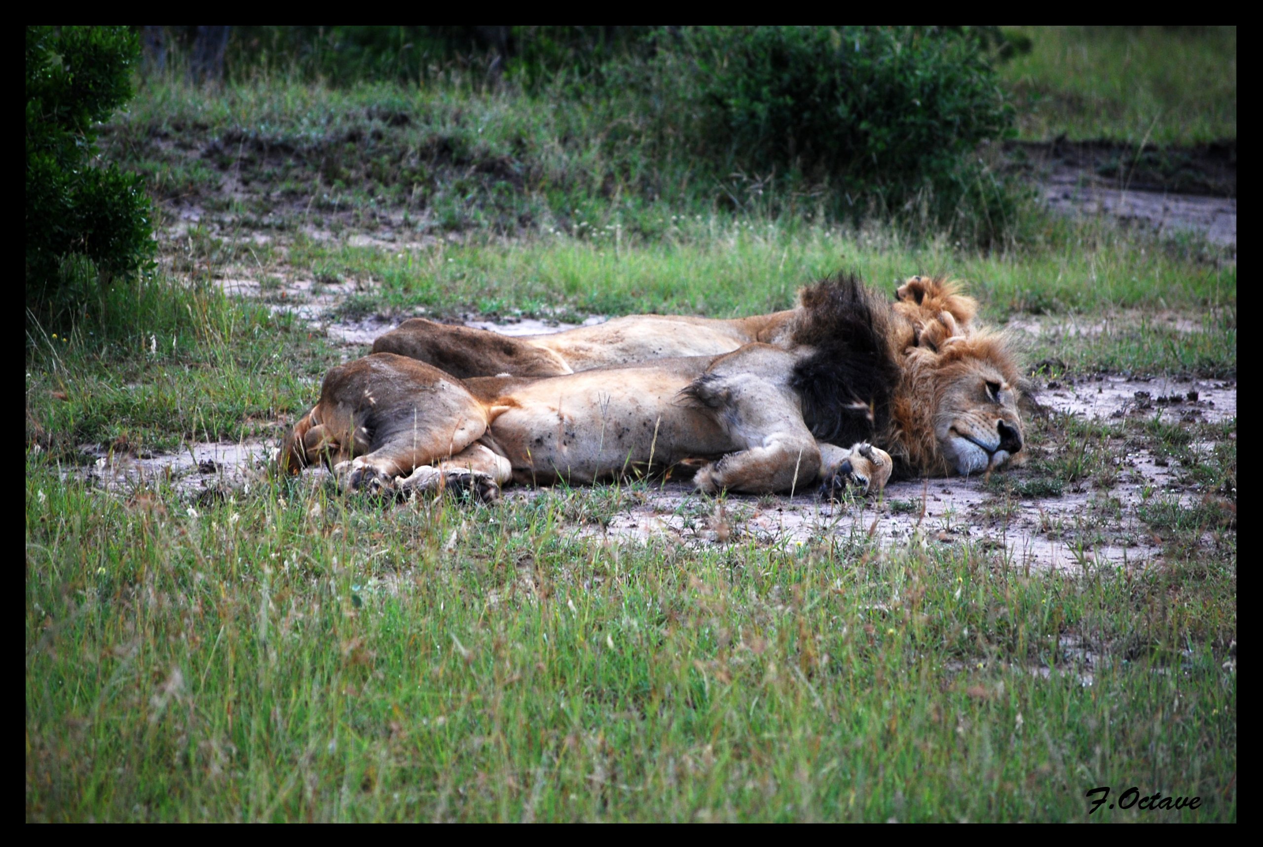 Wallpapers Animals Felines - Lions Les Lions