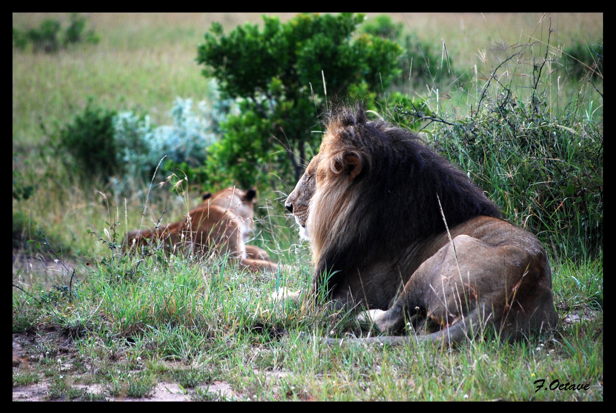 Fonds d'cran Animaux Flins - Lions Les Lions