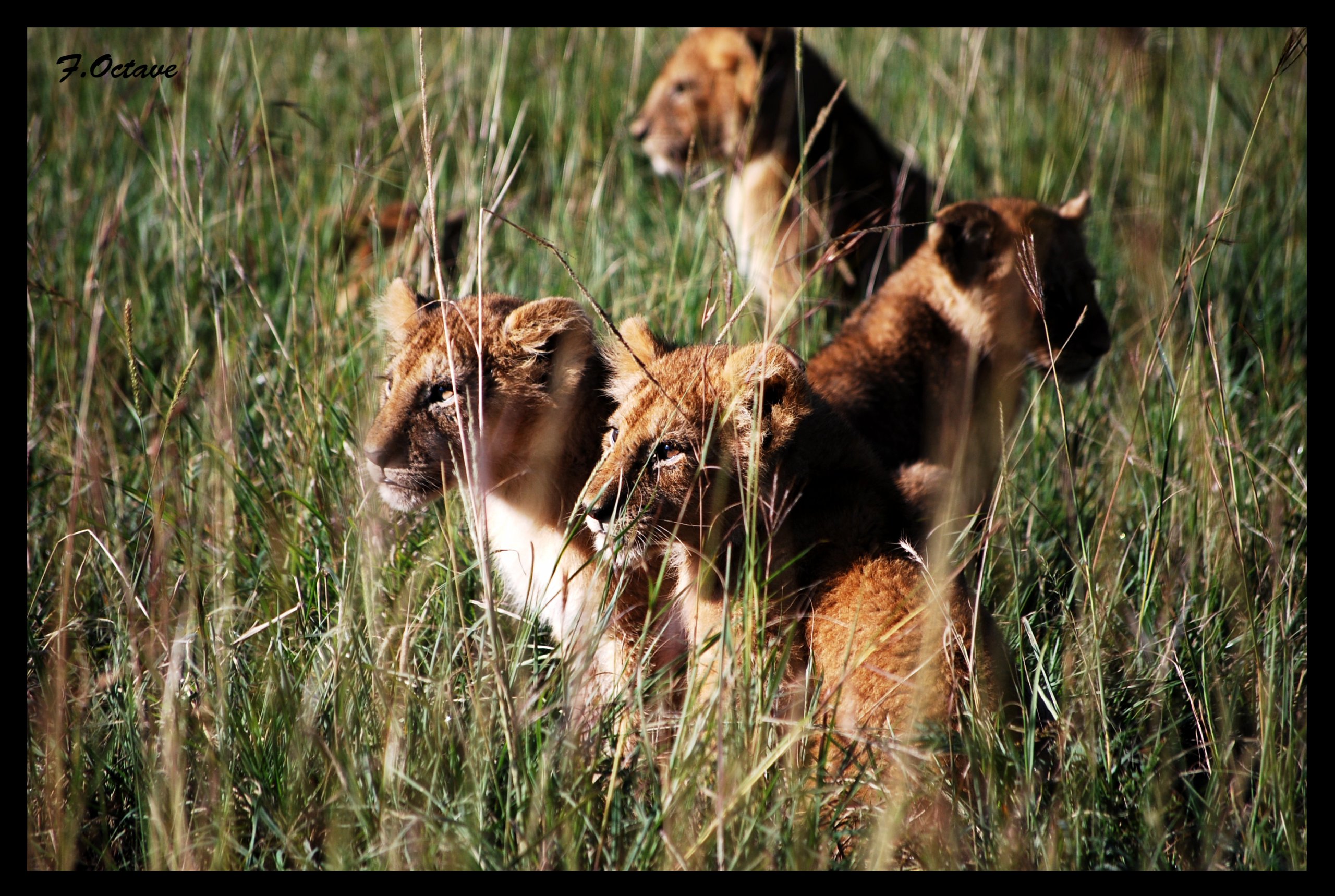 Wallpapers Animals Felines - Lions Les Lions