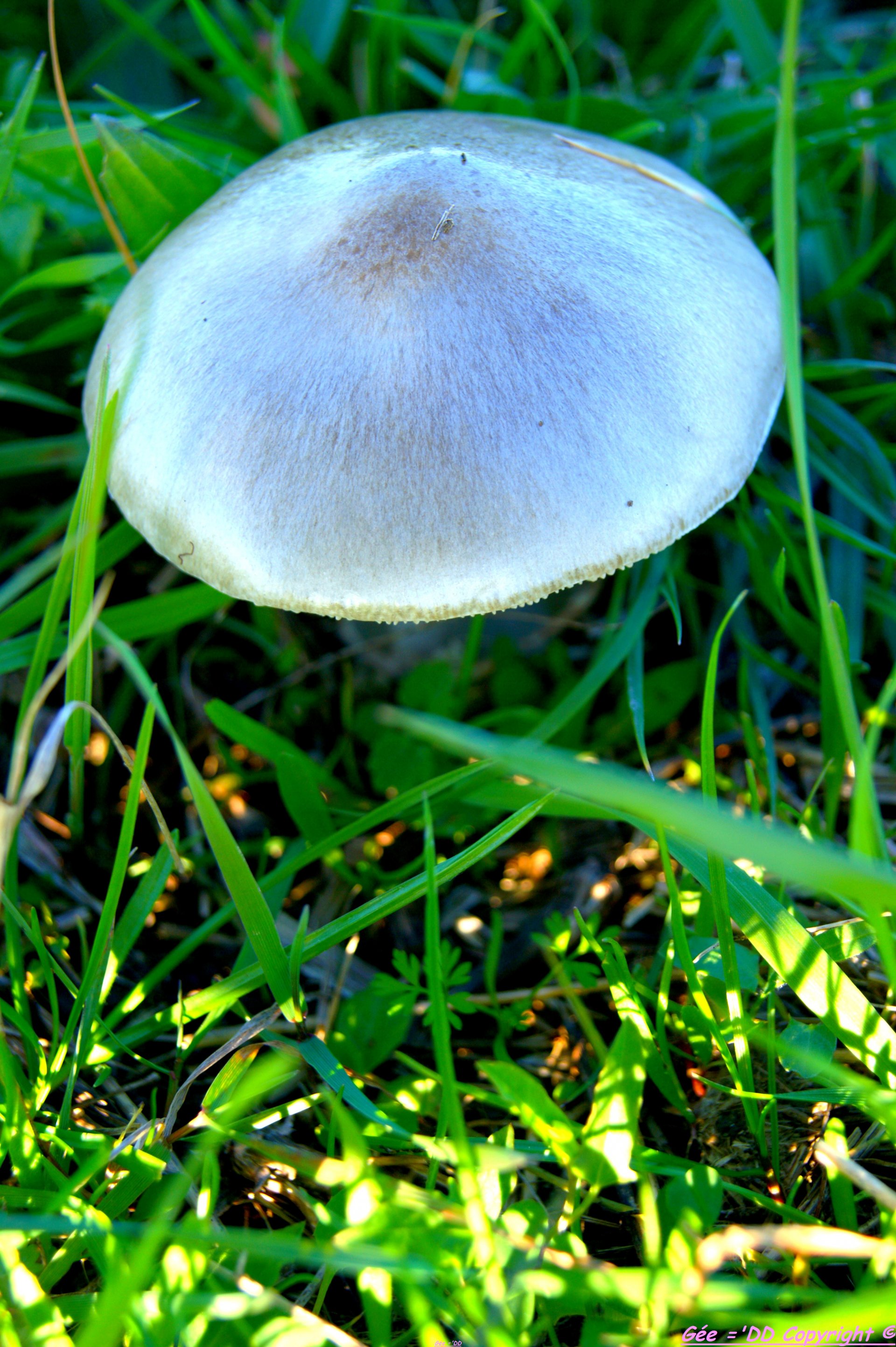 Fonds d'cran Nature Champignons La nature, le monde dans toute sa splendeur