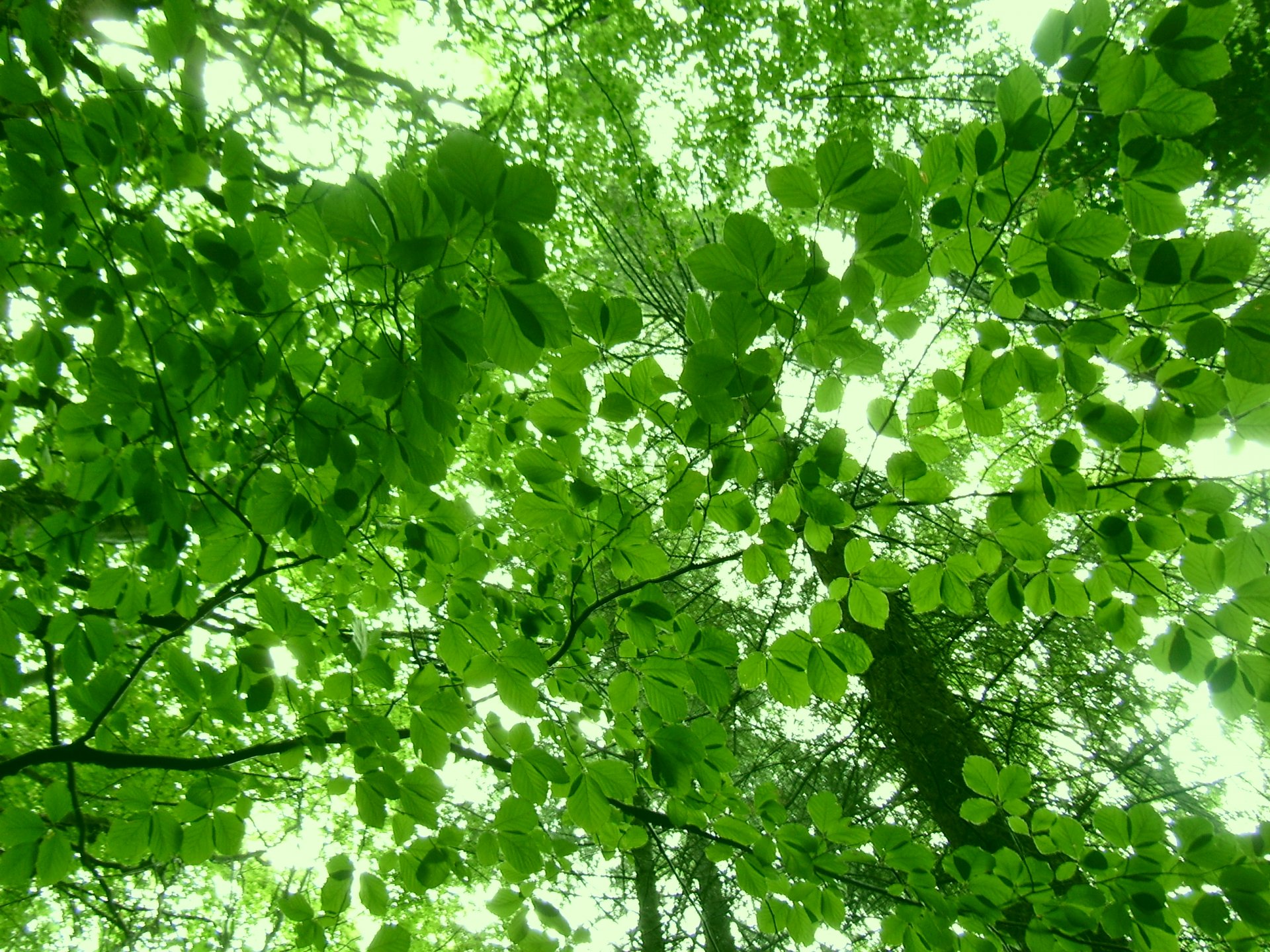 Fonds d'cran Nature Arbres - Forts 