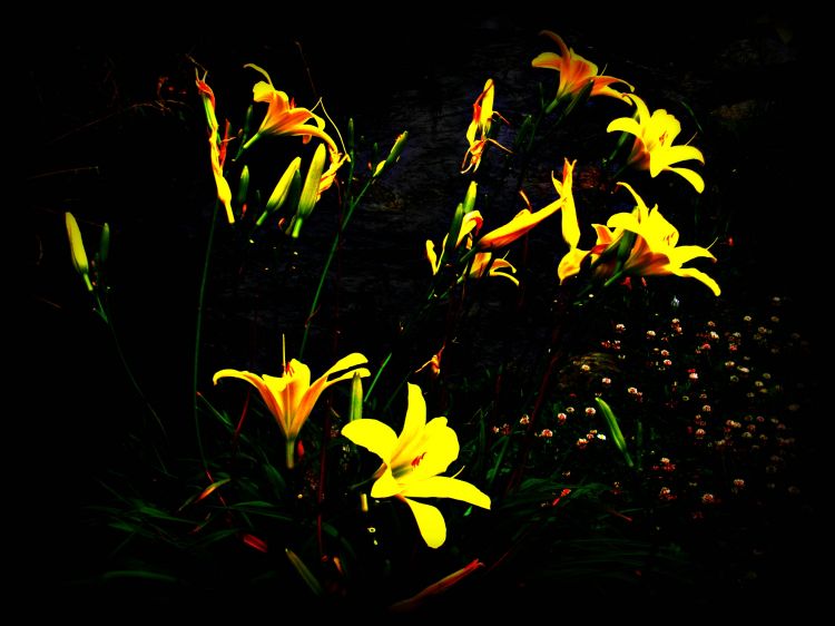 Wallpapers Nature Flowers lys jaunes