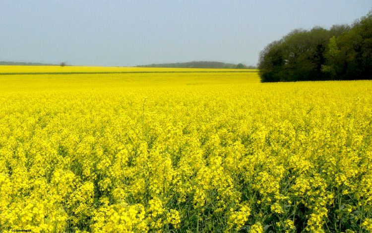 Fonds d'cran Nature Champs - Prairies Champs de Cholzas