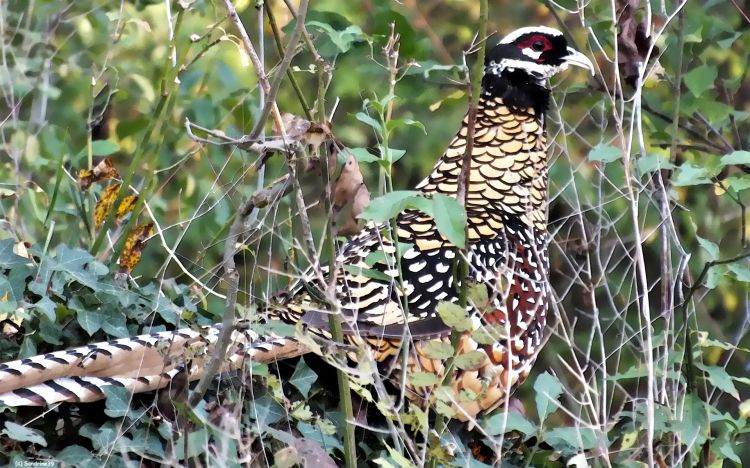 Fonds d'cran Animaux Oiseaux - Faisans Faisans