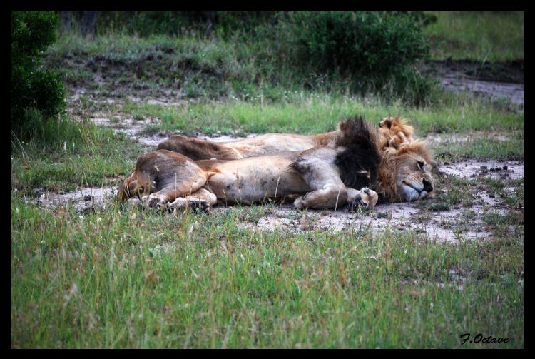 Wallpapers Animals Felines - Lions Les Lions