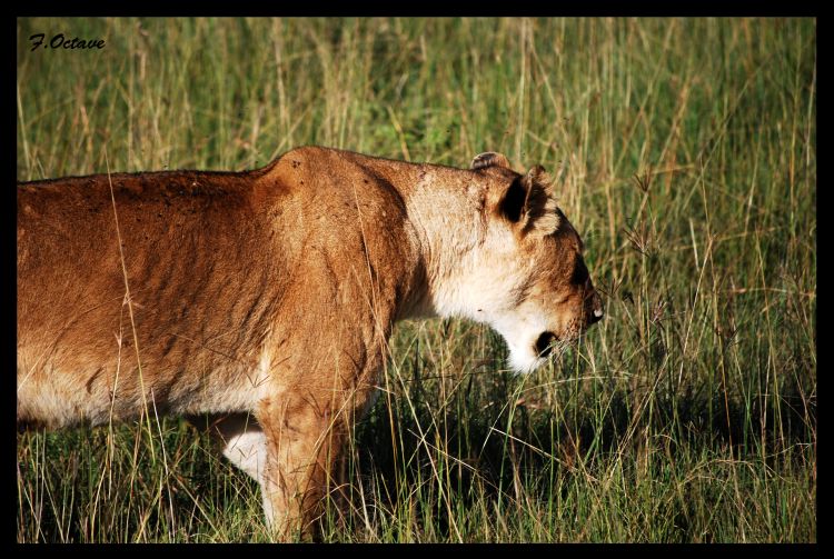 Fonds d'cran Animaux Flins - Lions Les Lions