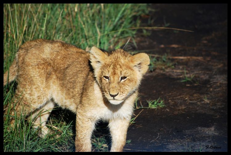 Wallpapers Animals Felines - Lions Les Lions