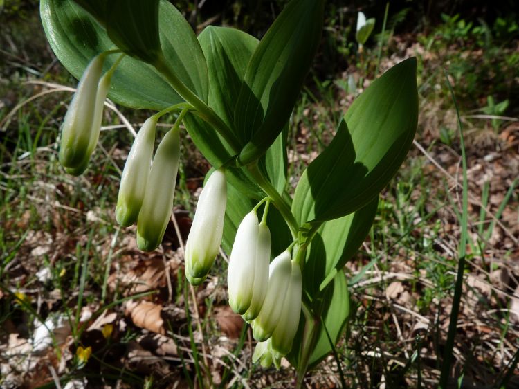 Wallpapers Nature Flowers sceau de Salomon