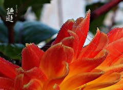  Nature Dahlia sous la rose