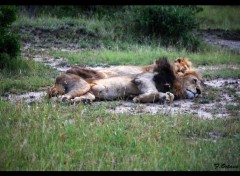  Animaux Les Lions