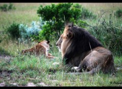  Animaux Les Lions