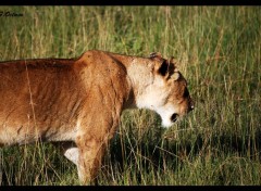  Animaux Les Lions