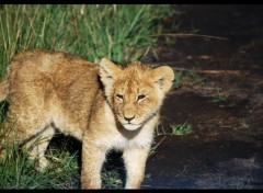  Animaux Les Lions