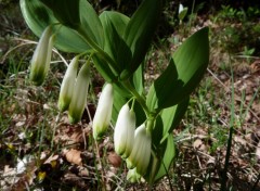  Nature sceau de Salomon