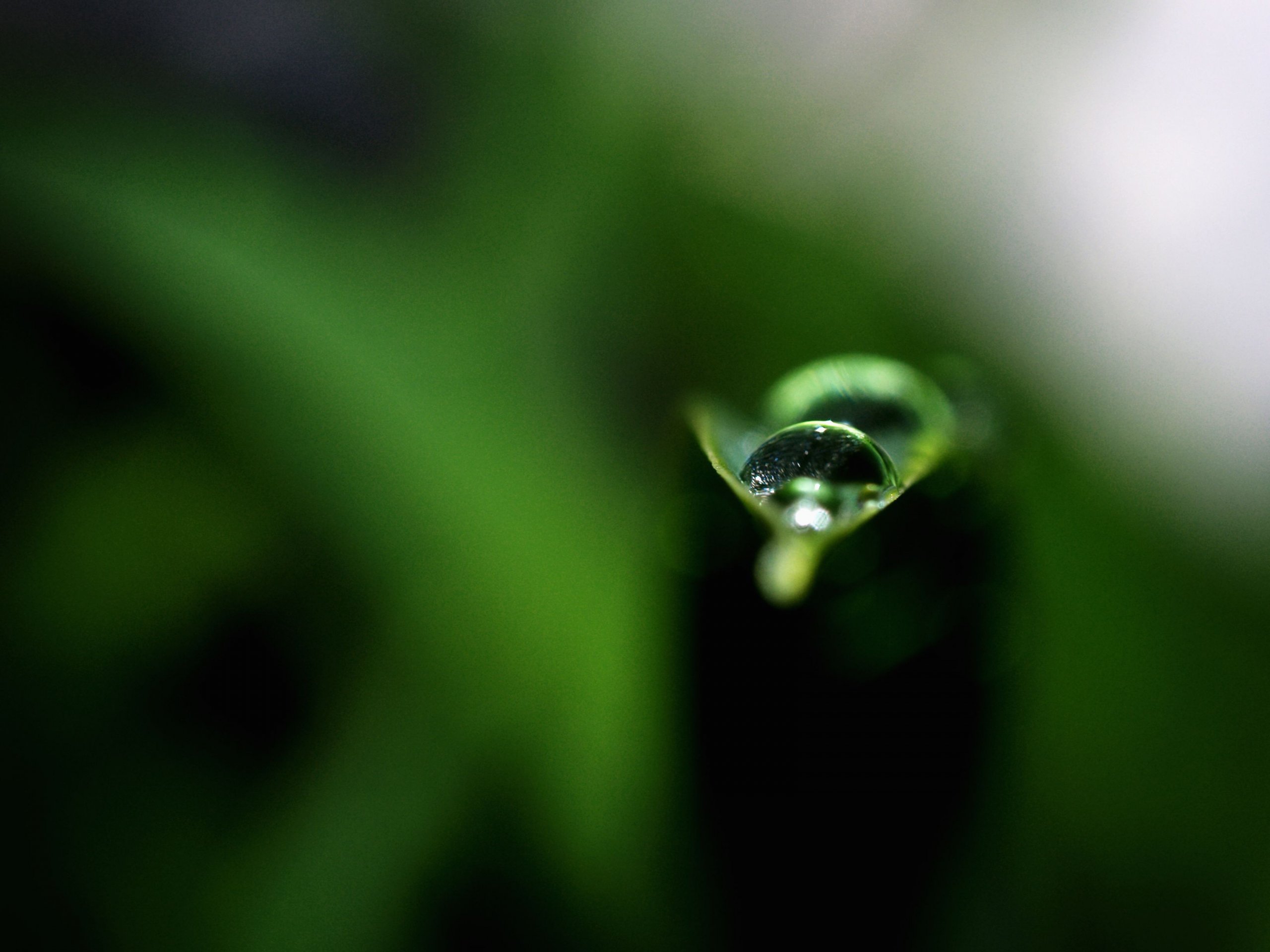 Wallpapers Nature Water - Drops Macro