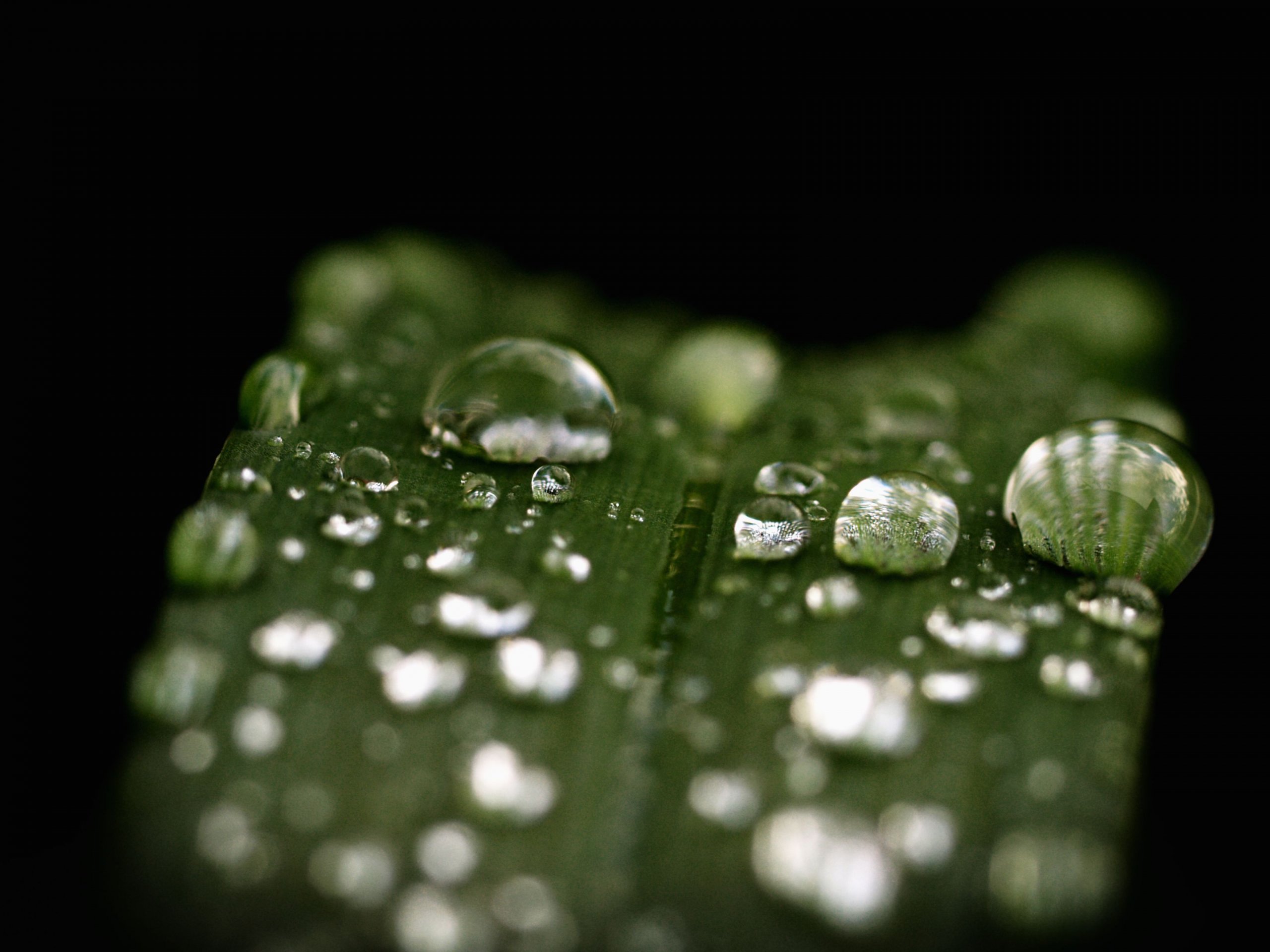 Wallpapers Nature Water - Drops Macro