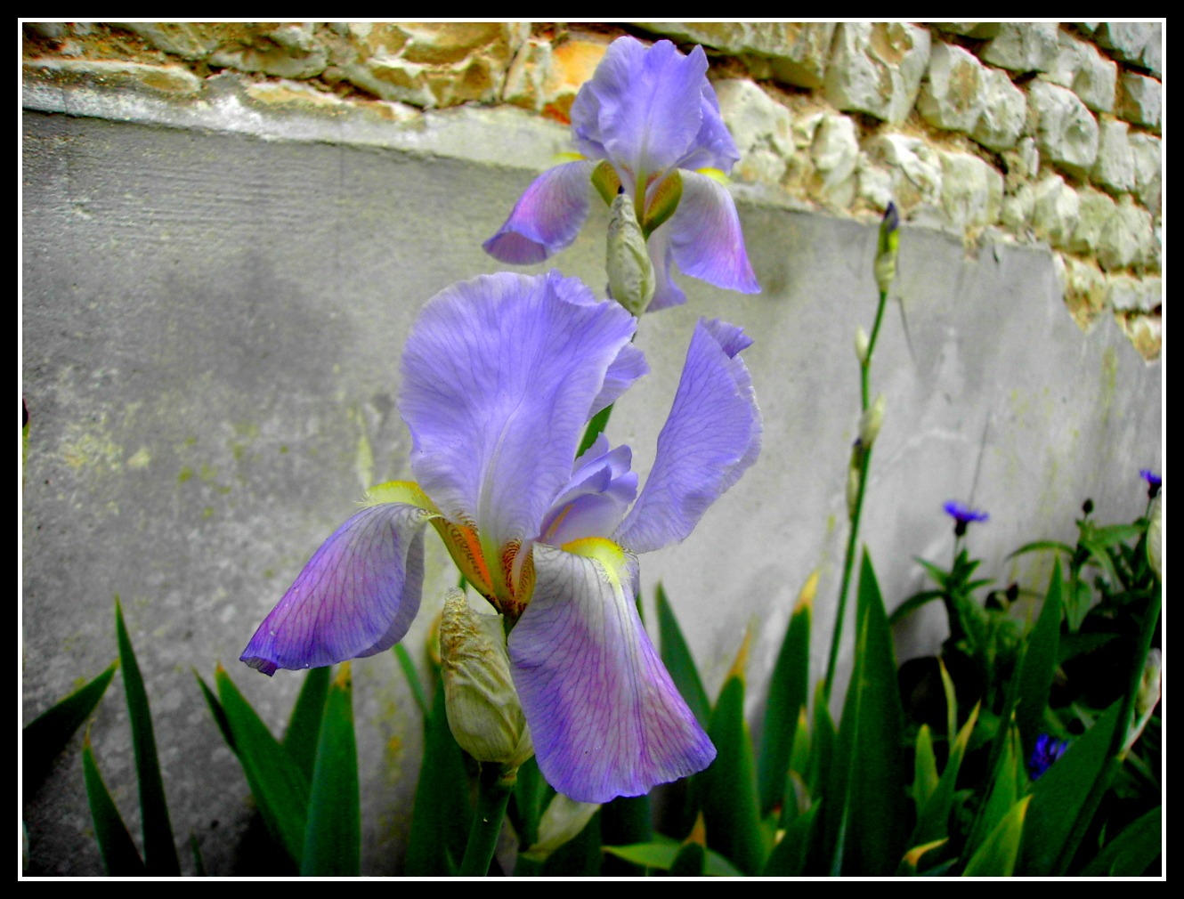 Fonds d'cran Nature Fleurs iris