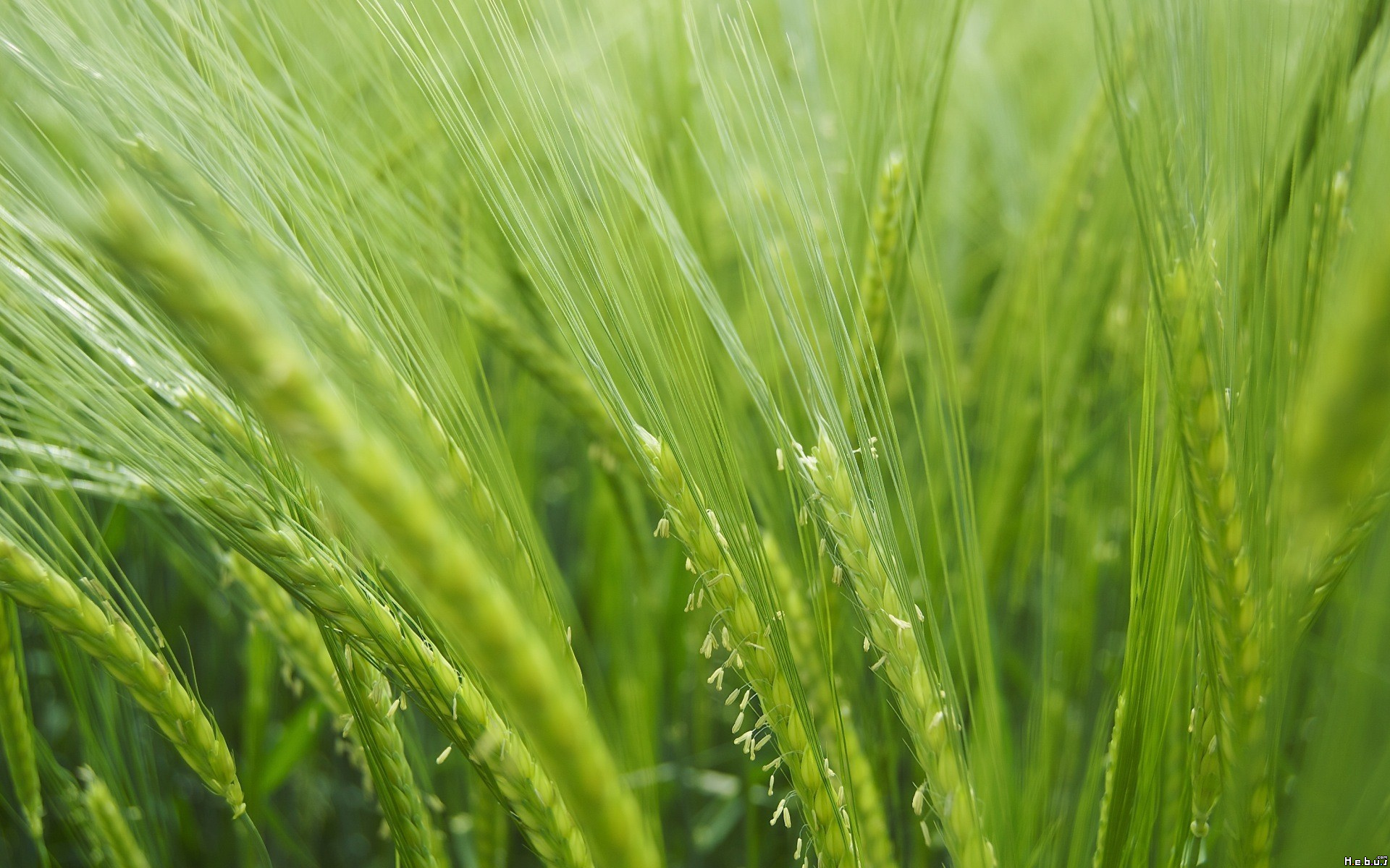 Fonds d'cran Nature Champs - Prairies 