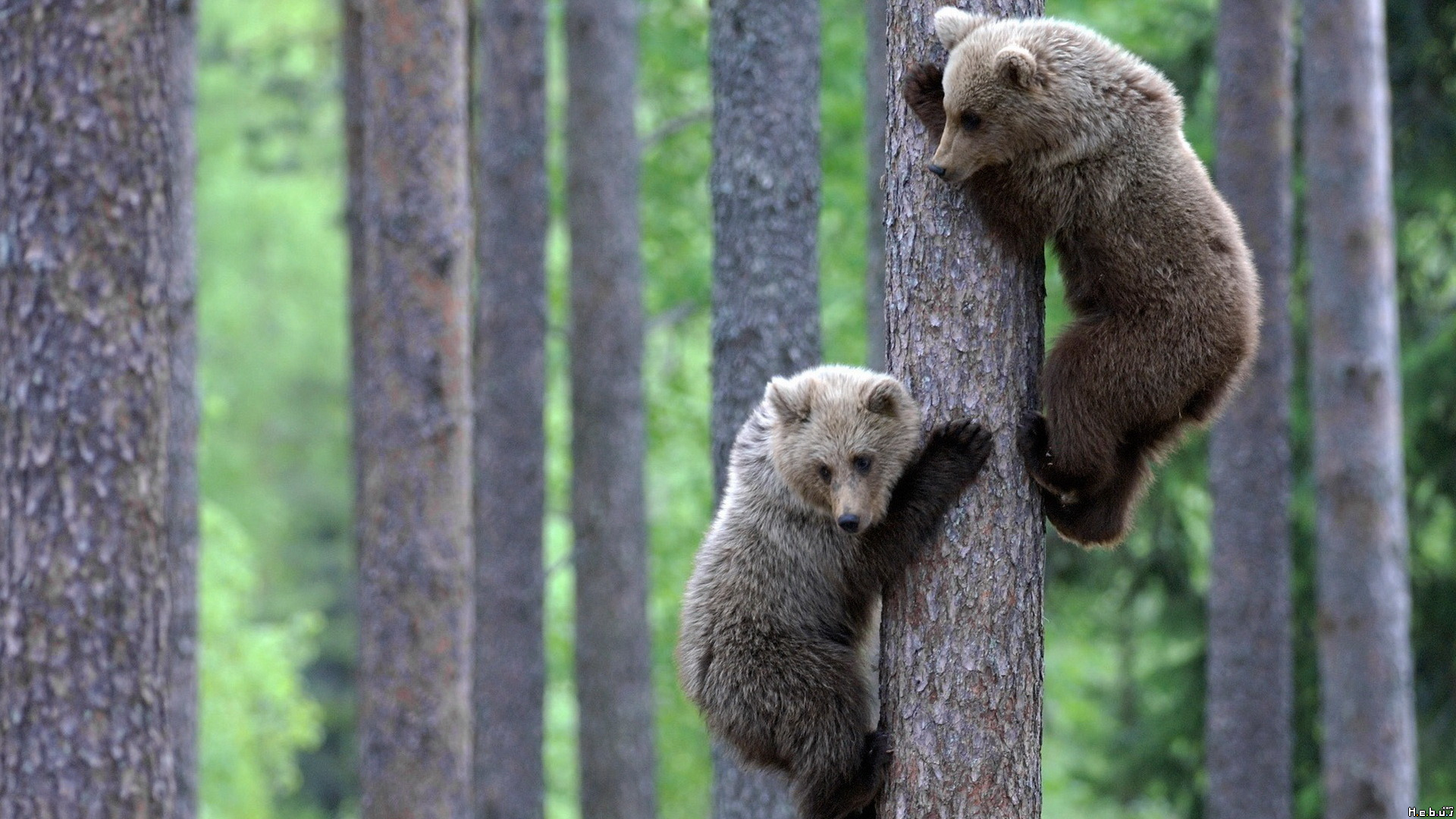 Fonds d'cran Animaux Ours 