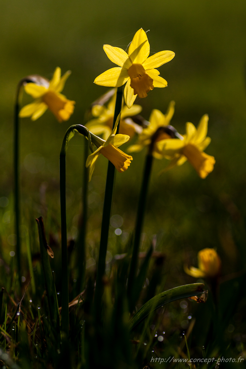 Wallpapers Nature Flowers 