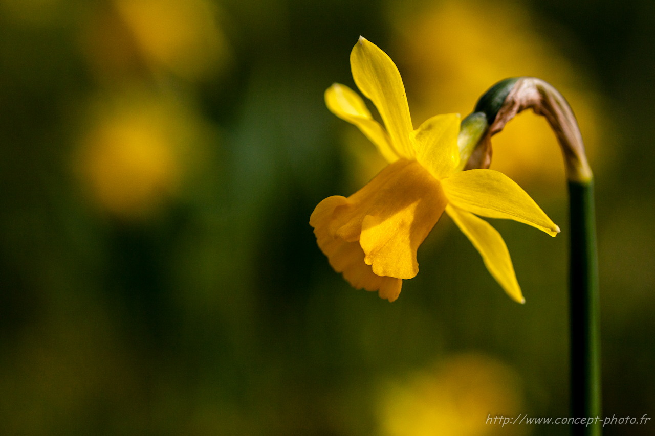 Fonds d'cran Nature Fleurs 