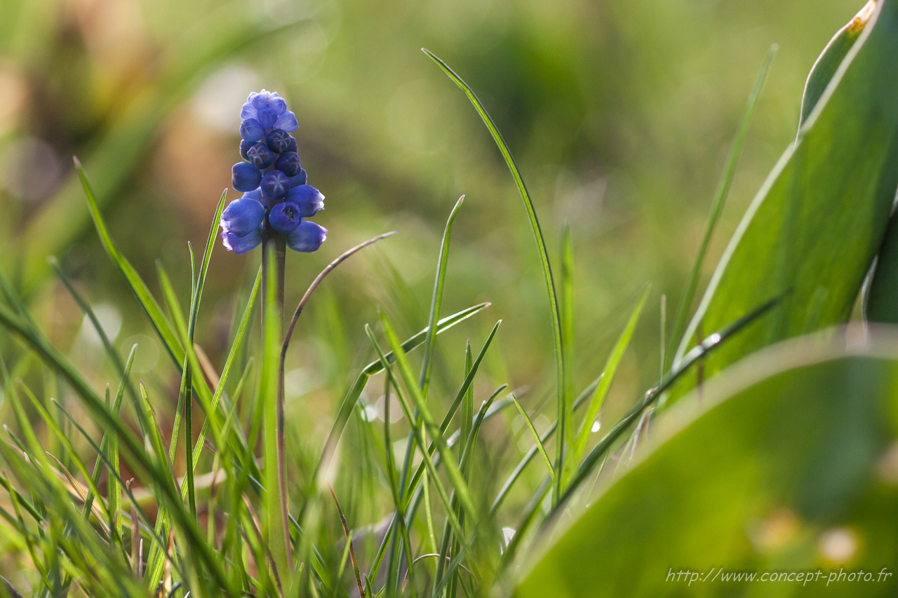 Fonds d'cran Nature Fleurs 