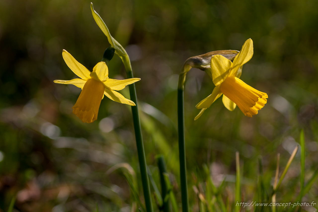 Fonds d'cran Nature Fleurs 