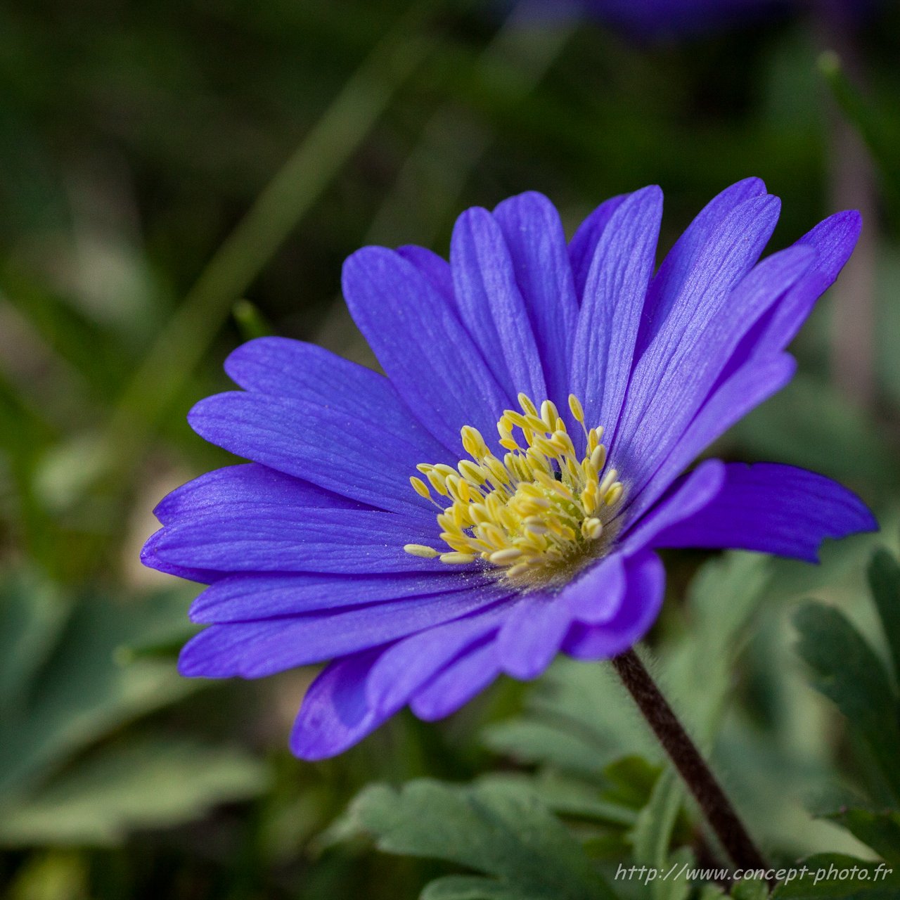 Fonds d'cran Nature Fleurs 